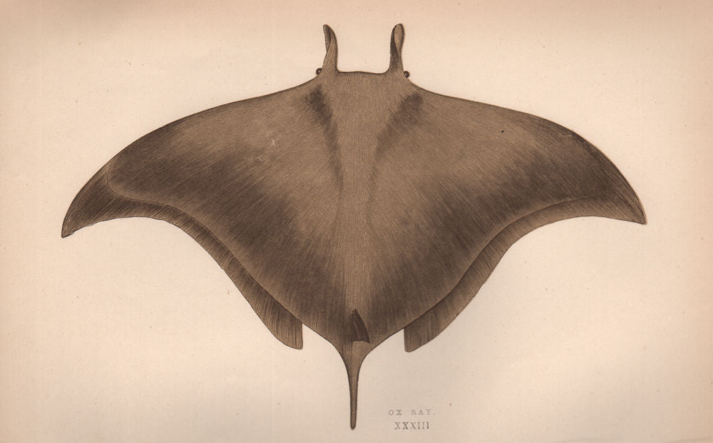 OX RAY Cephaloptera Giorna/Masséna Raia Fabroniana Horned Ray COUCH Fish 1862